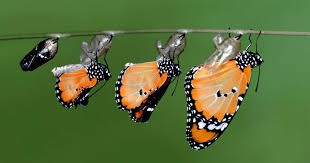 monarch transformation A group of butterflies hanging from the side of a tree.